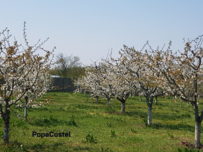 Petresti - Corbeanca 4648 mp intravilan desch. 33 m, utilitati, acces asfaltat