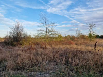 OCAZIE! Balotesti - Narciselor teren intravilan 427 mp desch. 20 m, utilitati